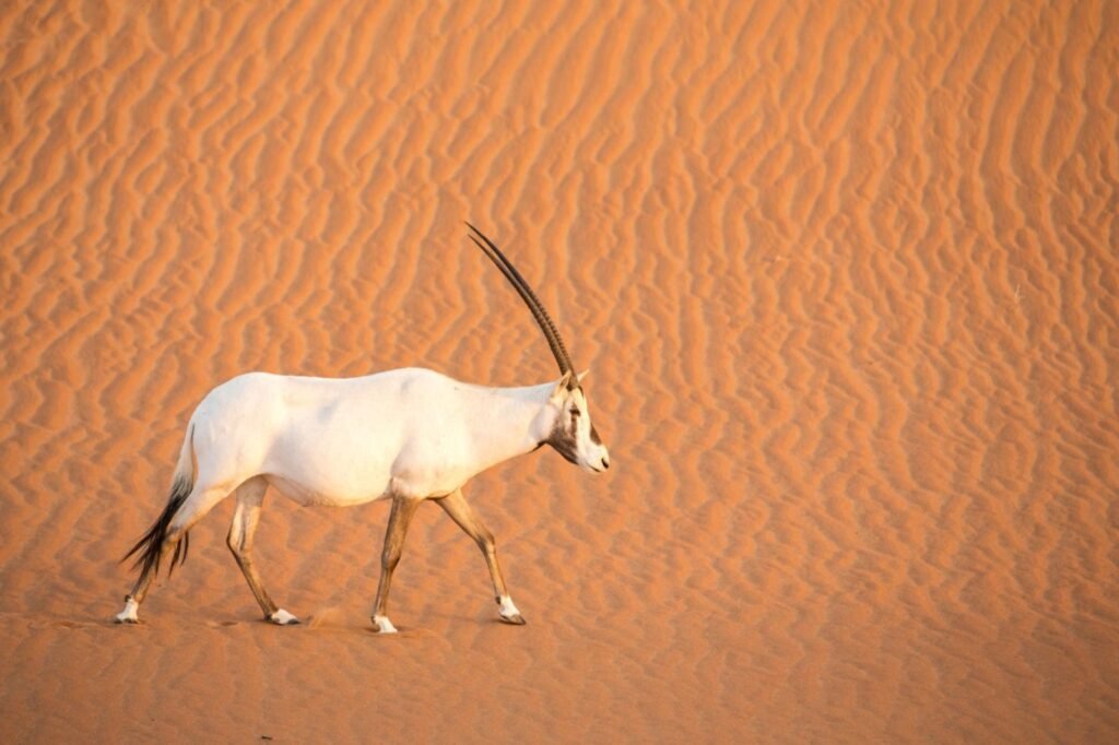 Animals That Live in the Qatar Safari Desert