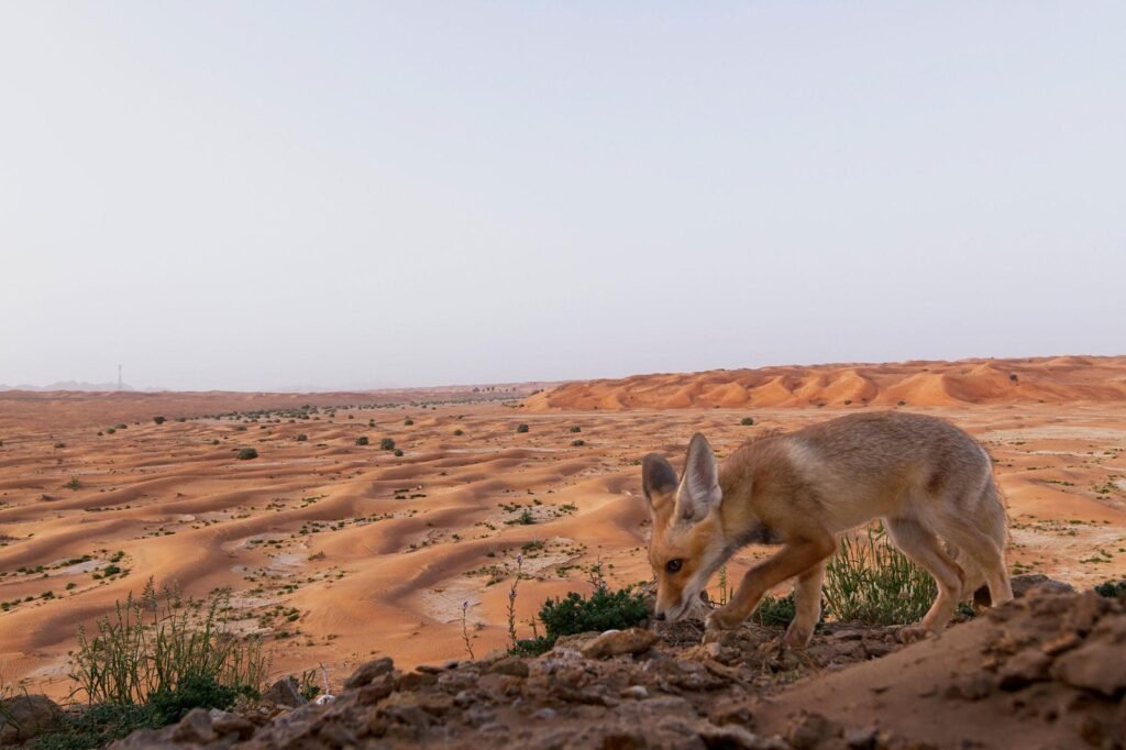 Animals That Live in the Qatar Safari Desert