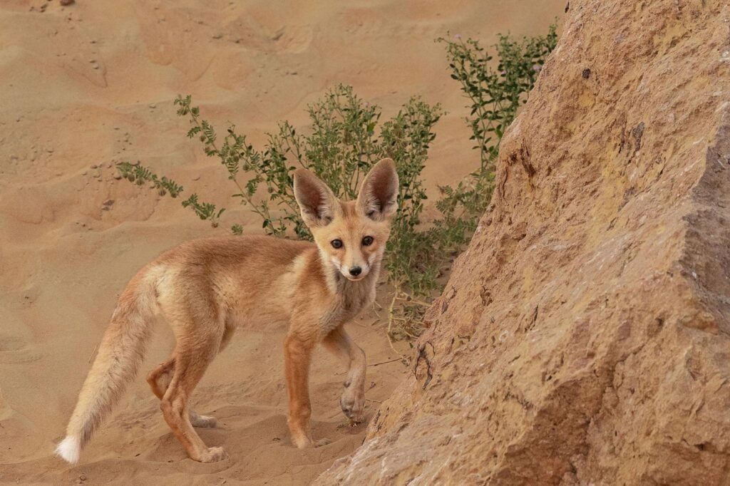 Animals That Live in the Qatar Safari Desert